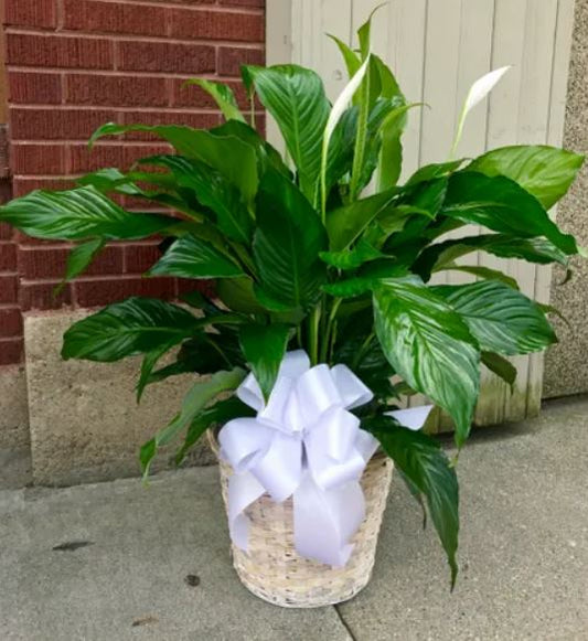 Majestic Peace Lilly (Large)